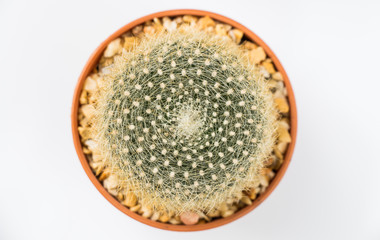 Cactus on white background