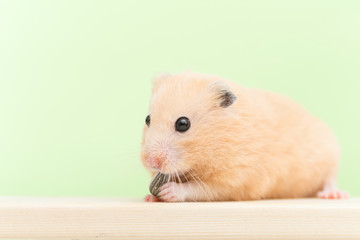 ひまわりの種を食べるゴールデンハムスター