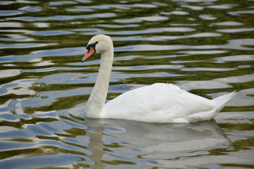 Obraz premium Le cygne