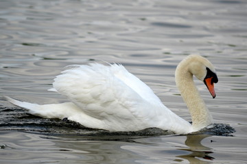 Cygne