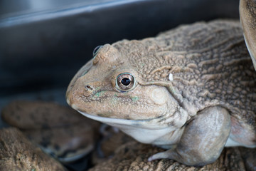 Frog in farm