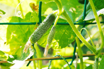 Cucumbers grow on vines in garden