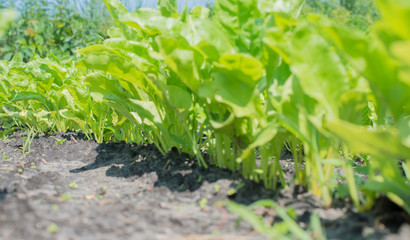 green salad isolated