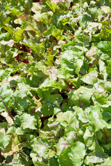 Fototapeta premium green chard foliage in garden