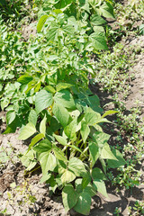 common beans bush in garden