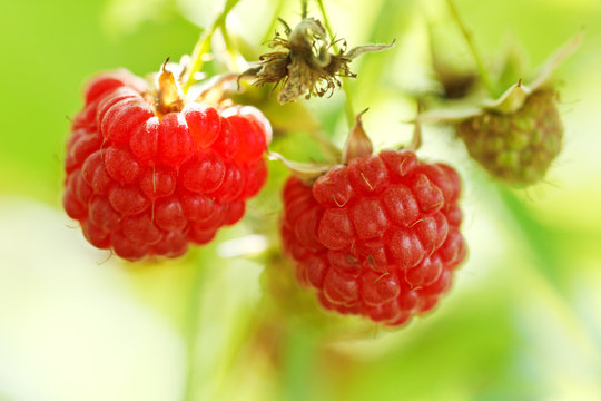 two ripe fruit of red raspberry close up