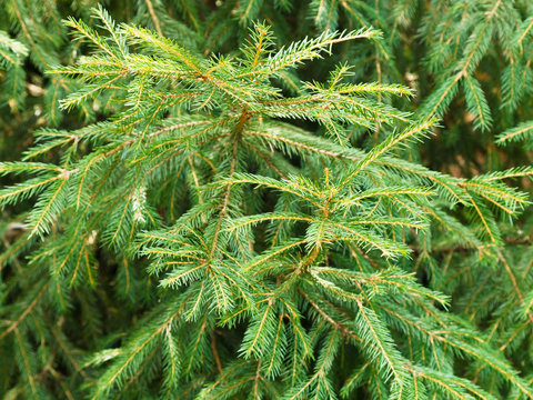 green spruce tree branch
