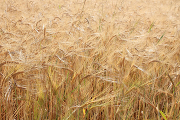Field of wheat