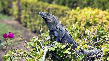 Land iguana (Iguana iguana) on the bush in Costa-Rica