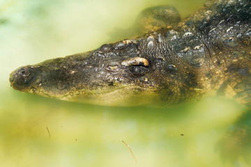 crocodile in yellow water