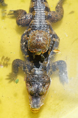 red-eared slider turtle over crocodile
