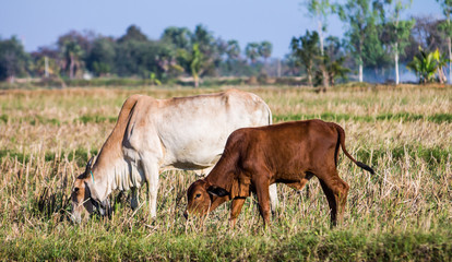 cows in the grazing