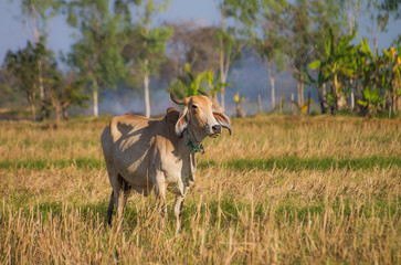 cows in the grazing