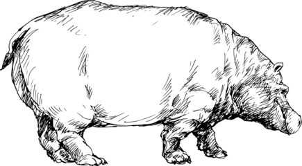 hand drawn hippo