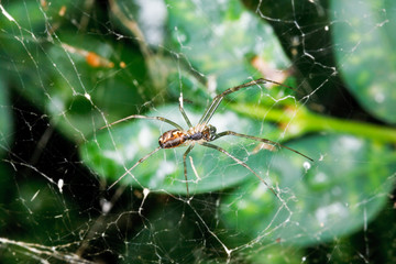 spider on cobweb between buxus leaves