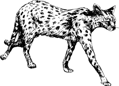 hand drawn cheetah