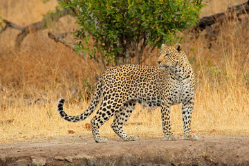 Alarmierender Leopard