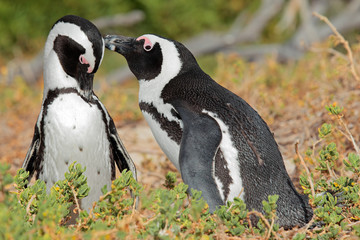 Breeding pair of African penguins