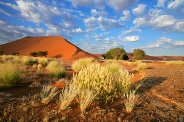 Desert landscape with red sand dunes, Sossusvlei - obrazy, fototapety, plakaty