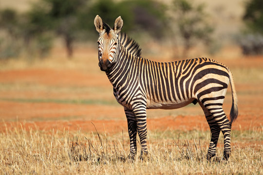 Fototapeta Hartmanns Mountain Zebra