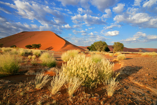 Desert landscape with red sand dunes, Sossusvlei