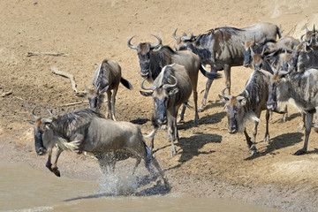 Wildebeest crossing the Mara River 13