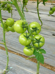 Cluster tomato in green color