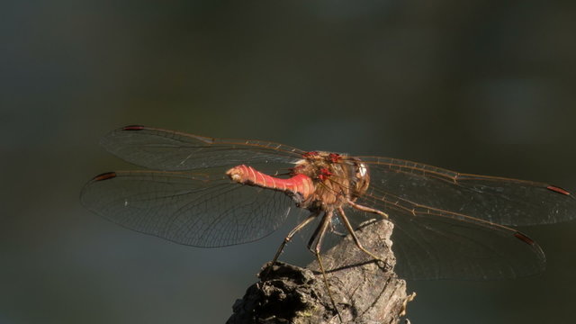Dragonfly sitting on a branch