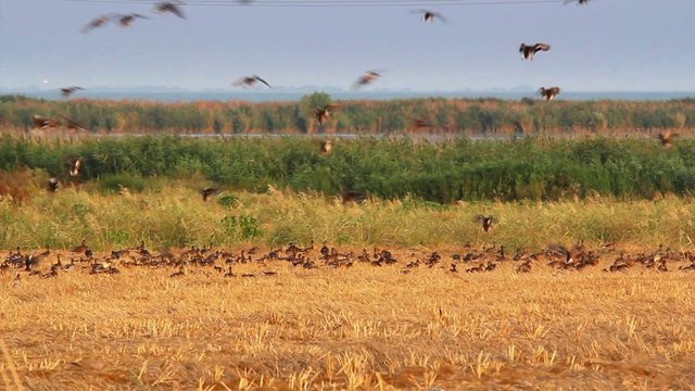 Flock of wild ducks in the Danube delta