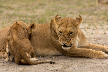 Fototapeta na wymiar Löwenmutter mit Kinde