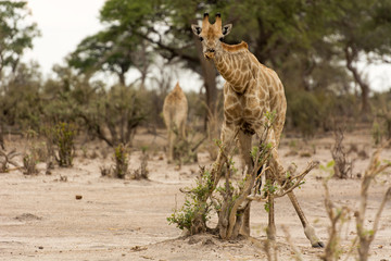 Giraffe
