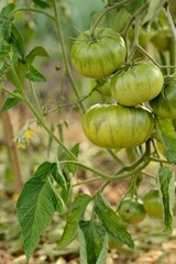 Green tomatoes on a branch