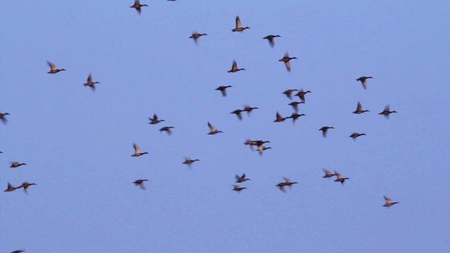 Flock of wild ducks in the Danube delta
