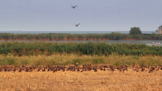 Flock of wild ducks in the Danube delta