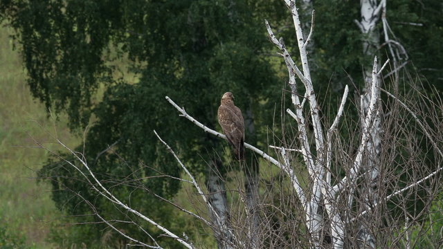 Honey buzzard, Pernis apivorus - Juvenile