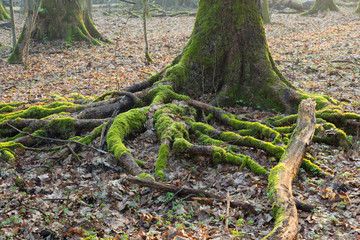 Spruce trunk and visible roots