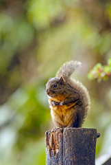 Eichhörnchen in freier Wildbahn Costa Rica © Siegfried Schnepf