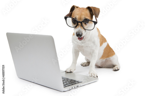 ноутбук собака the laptop dog скачать