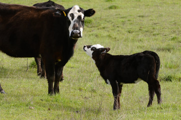 Angus Calf