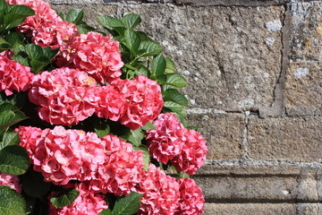 hortensias roses devant une église bretonne