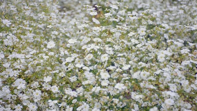 White carnation  blown by wind