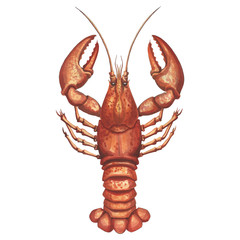 Watercolor  lobster