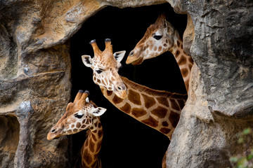 Three giraffes looking out of a cave