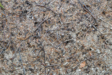 Ant hill in the forest closeup