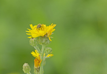 Bee on a flower