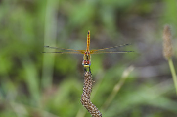 Red dragonfly
