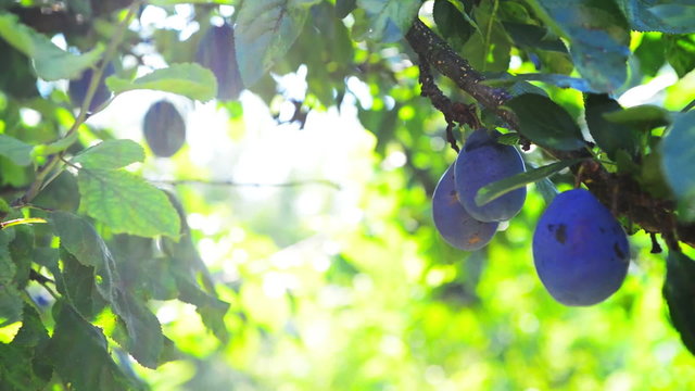 Ripe plum fruit on a branch in orchard on a bright summer day