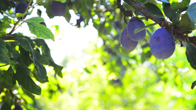 Ripe plum fruit on a branch in orchard on a bright summer day