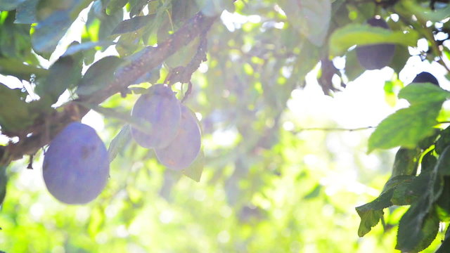 Ripe plum fruit on a branch in orchard on a bright summer day