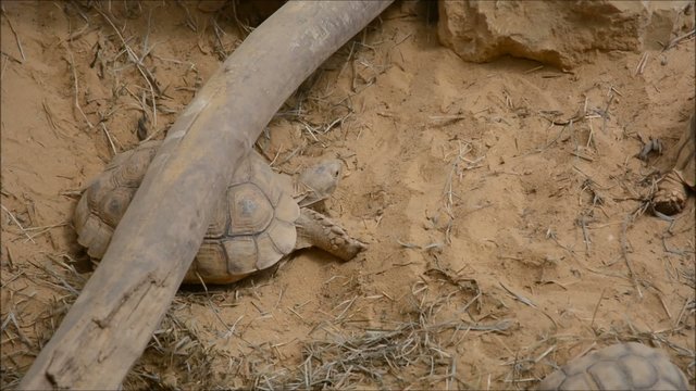 Tortue sillonn&eacute;e